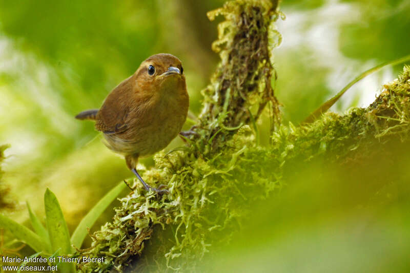 Ochraceous Wrenadult