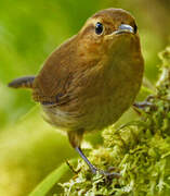 Ochraceous Wren