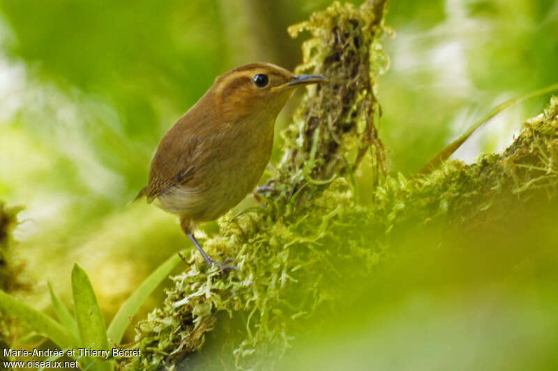 Ochraceous Wrenadult