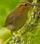 Ochraceous Wren