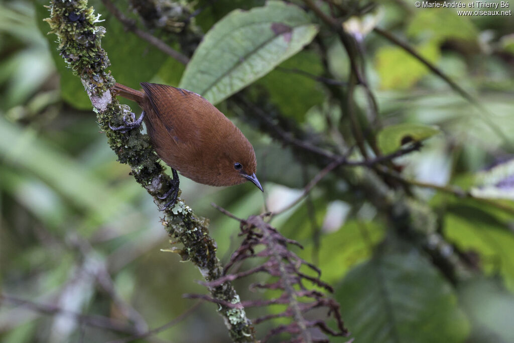 Rufous Wren