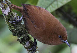 Rufous Wren