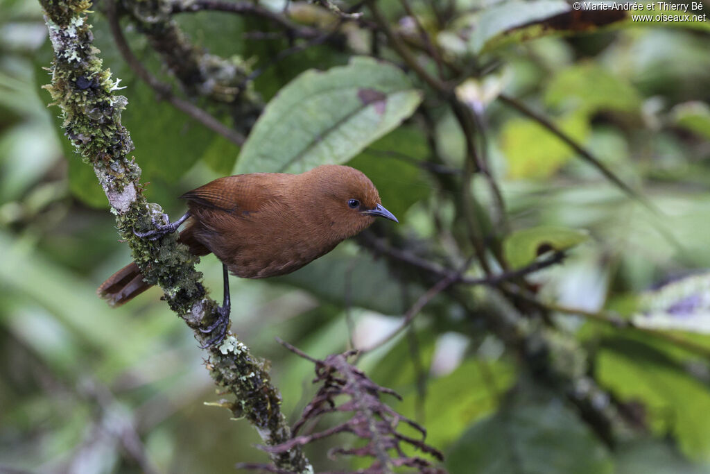 Rufous Wren