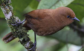 Rufous Wren