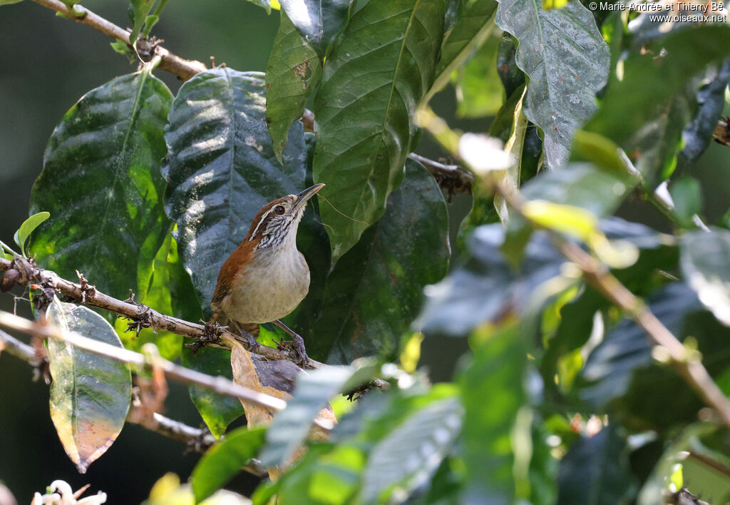 Rufous-and-white Wren