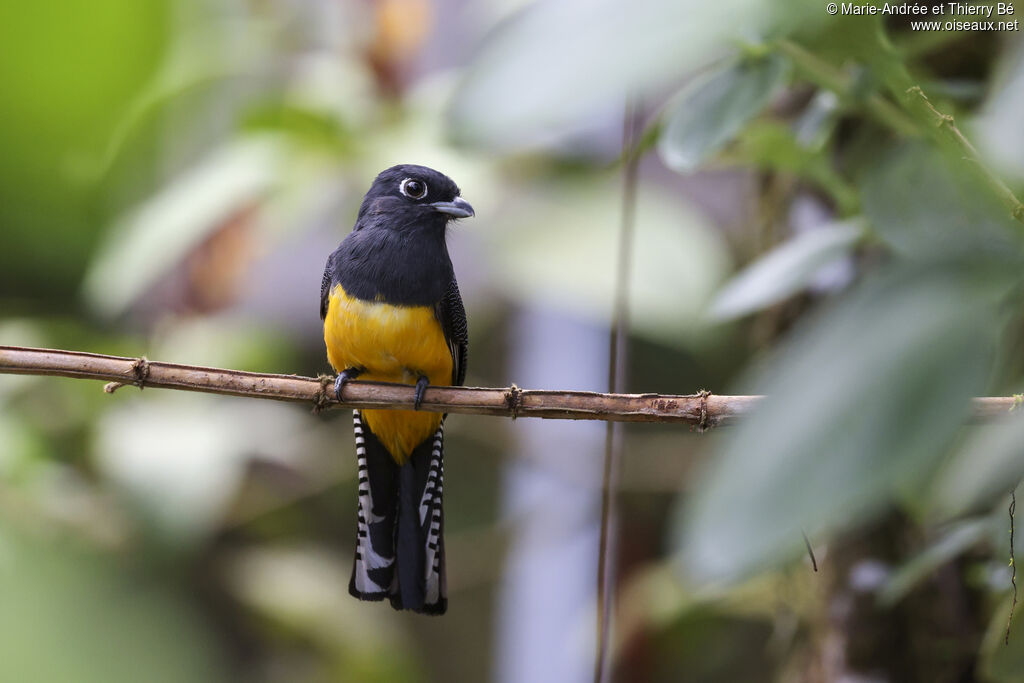 Trogon à lunettes jaunes