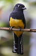 Trogon à lunettes jaunes