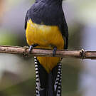Trogon à lunettes jaunes