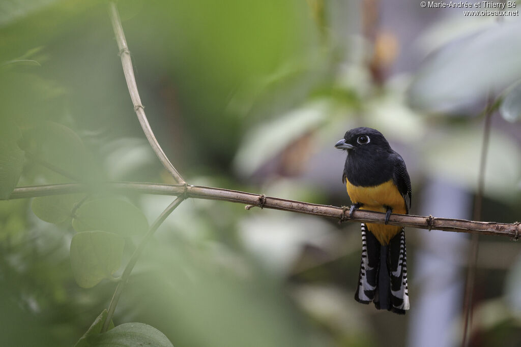 Trogon à lunettes jaunes