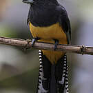 Trogon à lunettes jaunes