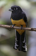 Trogon à lunettes jaunes