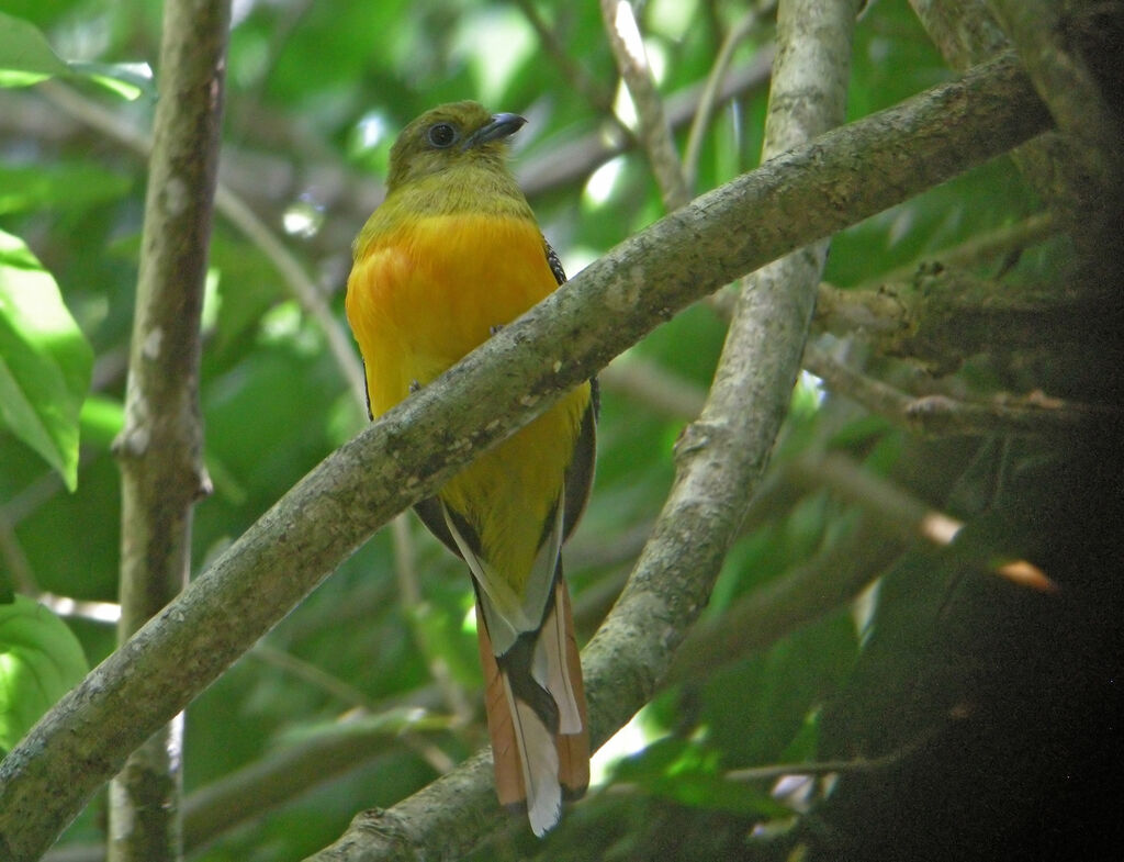 Trogon à poitrine jaune, identification