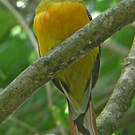 Trogon à poitrine jaune