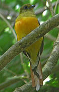 Trogon à poitrine jaune