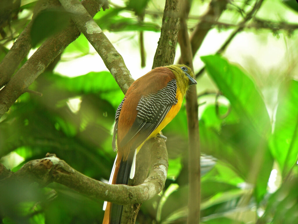 Trogon à poitrine jaune