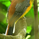 Trogon à poitrine jaune