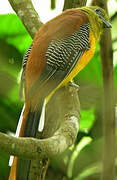 Orange-breasted Trogon