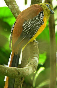 Trogon à poitrine jaune