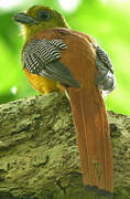 Orange-breasted Trogon