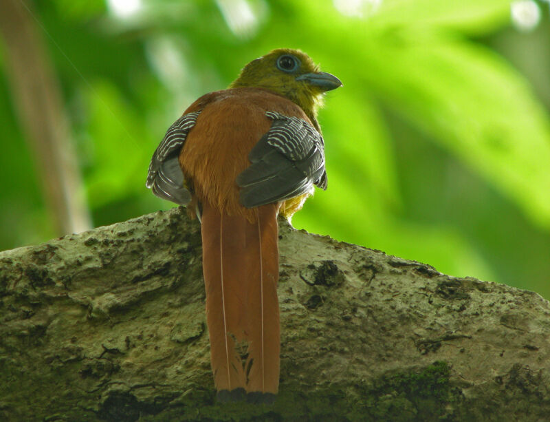 Trogon à poitrine jaune