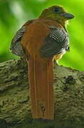 Orange-breasted Trogon