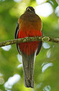 Bar-tailed Trogon