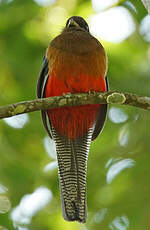 Trogon à queue barrée