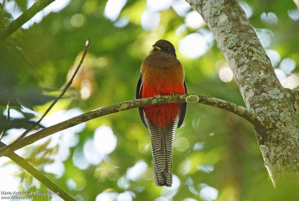 Bar-tailed Trogon female, identification