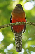 Trogon à queue barrée