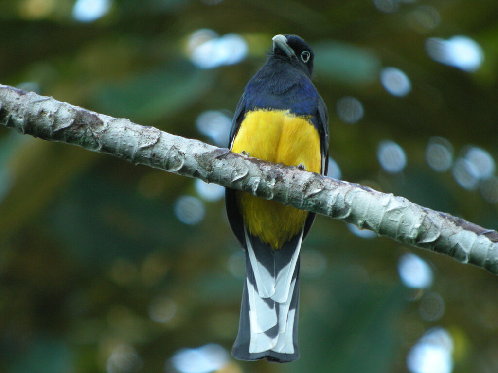 Green-backed Trogon