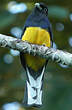 Trogon à queue blanche