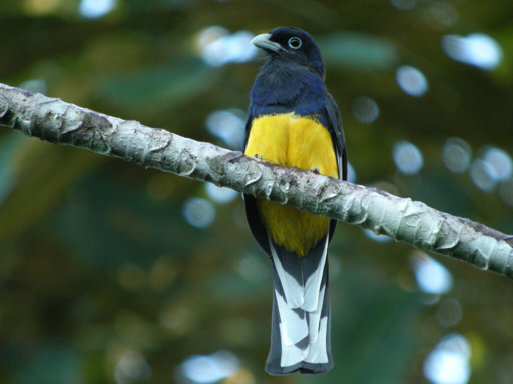 Trogon à queue blanche