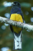 Green-backed Trogon