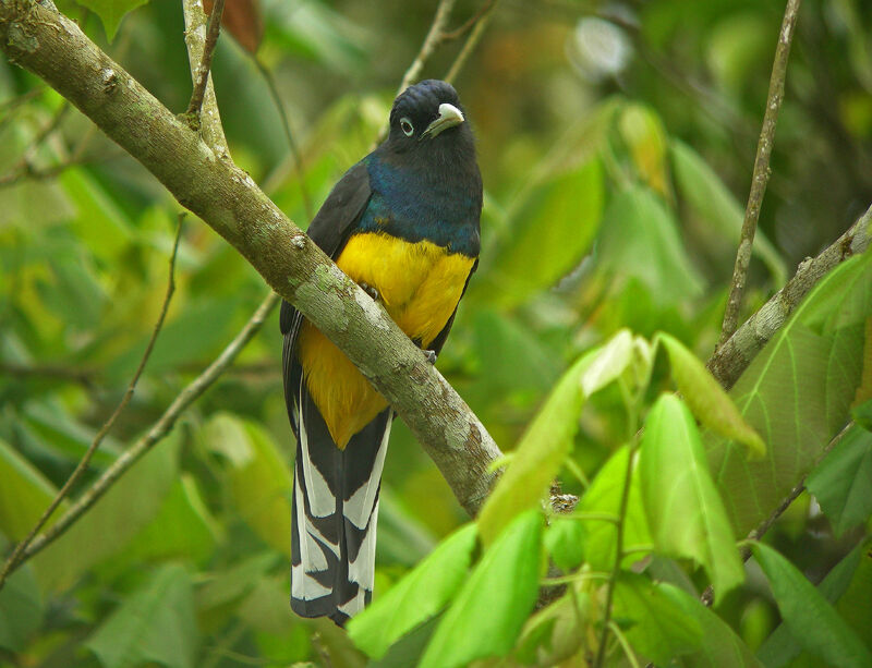 Green-backed Trogon