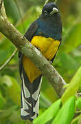 Green-backed Trogon