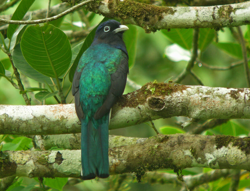 Green-backed Trogon