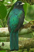 Trogon à queue blanche