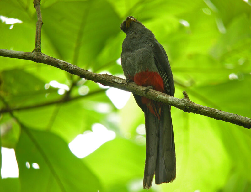 Black-tailed Trogon