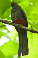 Trogon à queue noire