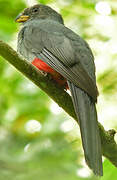 Black-tailed Trogon