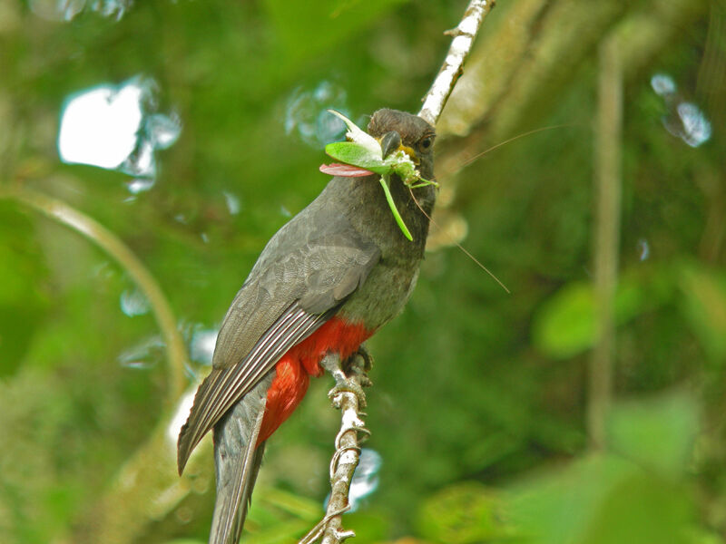 Black-tailed Trogon