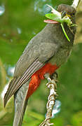 Trogon à queue noire