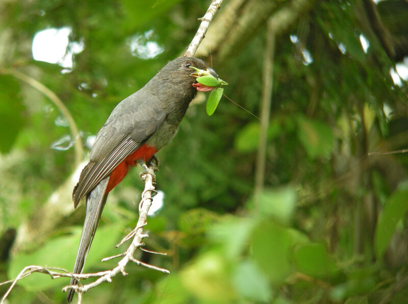 Trogon à queue noire