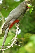 Black-tailed Trogon