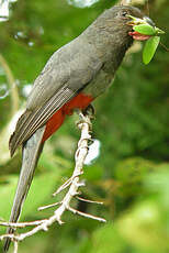 Trogon à queue noire