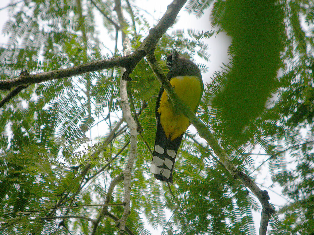 Trogon à tête noire