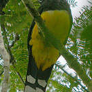 Trogon à tête noire