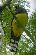 Black-headed Trogon