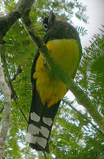 Trogon à tête noire