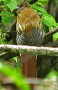 Red-headed Trogon